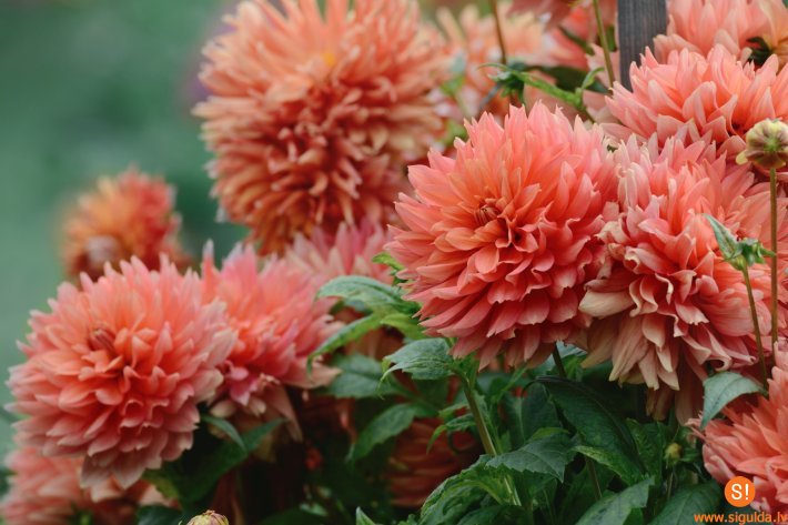 Zinību diena Siguldas novada izglītības iestādēs