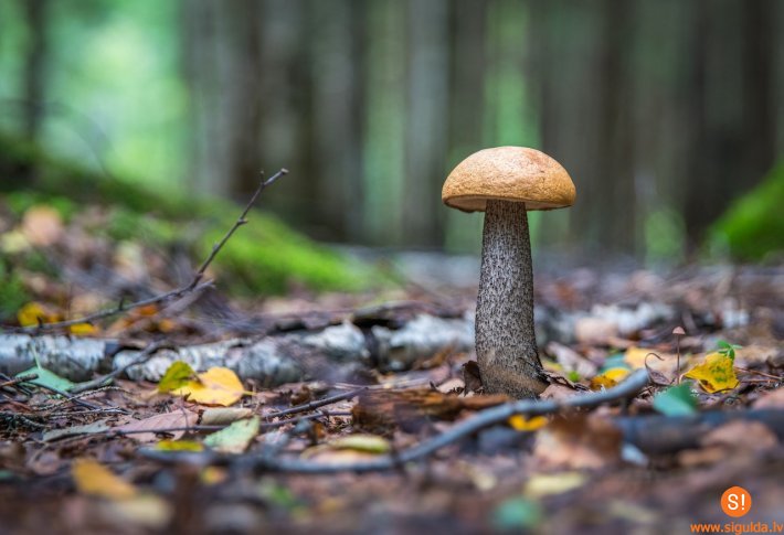 Sēņu diena Līgatnes dabas takās jau šajā sestdienā