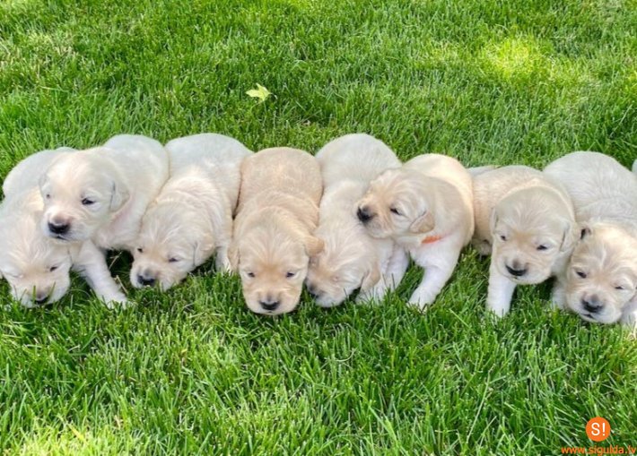 Informācija par mājdzīvnieku pirmreizējo reģistrāciju