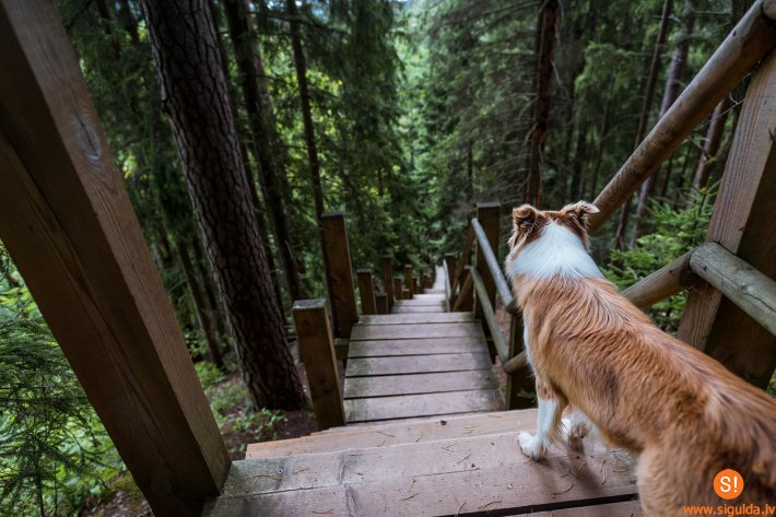 Atjaunota tīši bojātā pastaigu taka Siguldā
