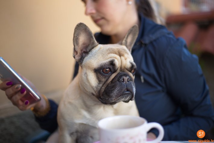 Siguldas novads – viens no suņiem draudzīgākajiem novadiem Latvijā