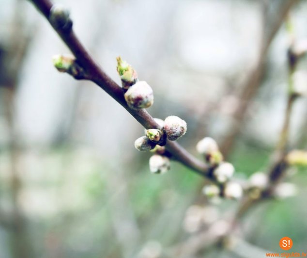 Ar interesantu nodarbību atklās Lēdurgas dendroparka sezonu