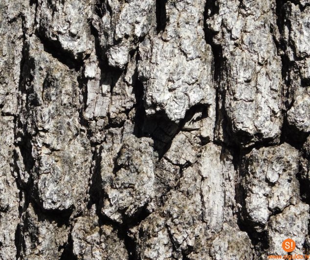 Īpašniekus aicina pieteikt lielus lapu kokus bezmaksas sakopšanai