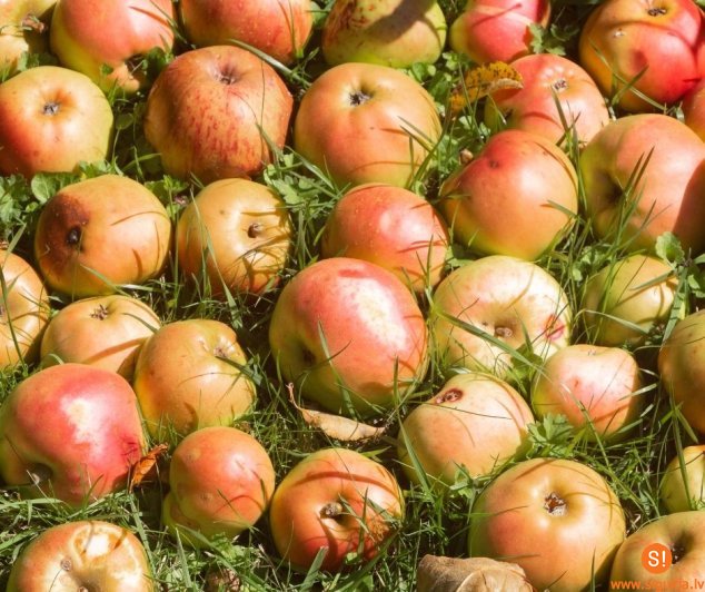 Kā atbrīvoties no sezonālajiem dārza atkritumiem