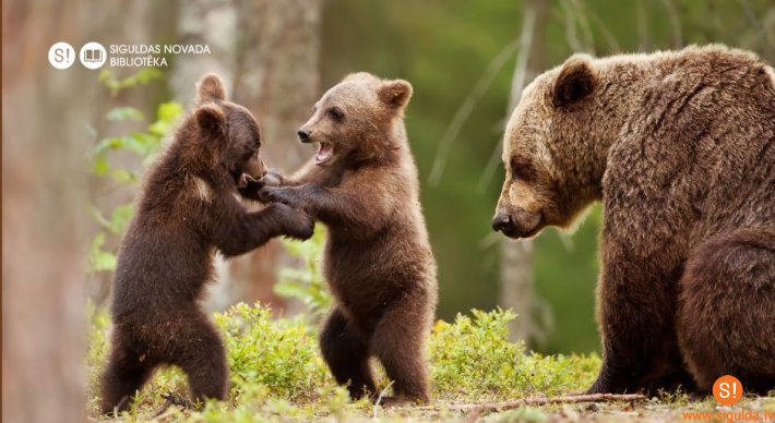 Siguldas novada bibliotēkā apskatāma izstāde “Lācis – mūsu kaimiņš”