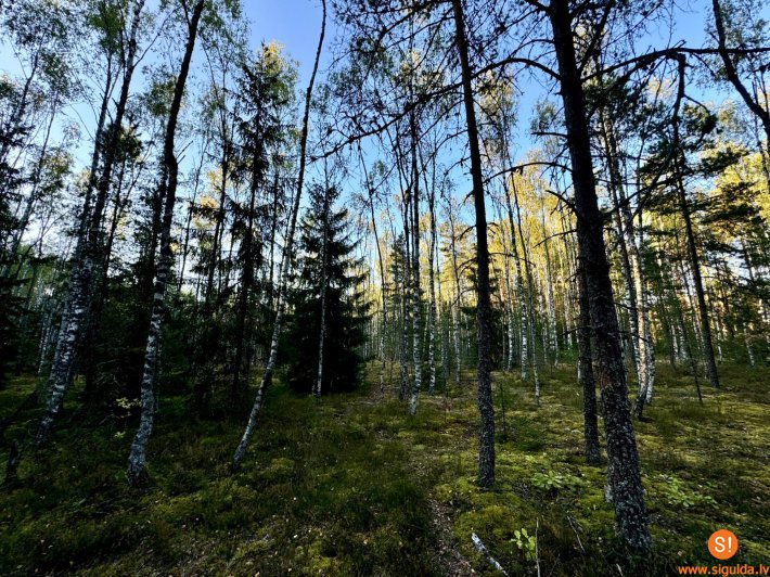 Inčukalnā notiks Latvijas nakts orientēšanās čempionāts 2024