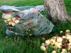 Siguldiešiem iespējams atbrīvoties no bojātiem āboliem