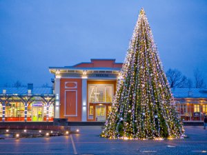 Tiks iedegta Siguldas novada Ziemassvētku egle