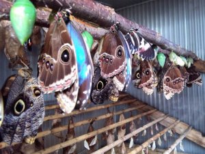 Pretī Svētku laukumam uzsākta tropu tauriņu mājas uzstādīšana