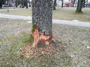 Meklējot barību, Maija parkā putni bojā kokus