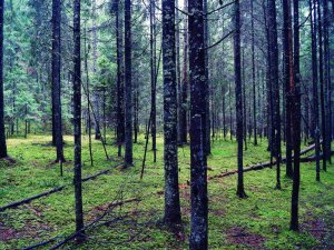 Līdz 1. septembrim Latvijā noteikti mežsaimnieciskās darbības ierobežojumi