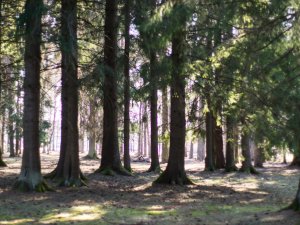 ​Arboristi informēs par koku nomaiņu Raiņa parkā un Gagarina birzī