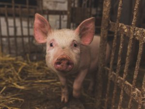 Paziņojums par cūku audzēšanas kompleksa SIA “Baltic pork” pārbūvi