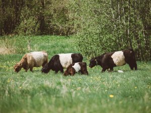 Siguldas pļavās ieradušās mobilā ganāmpulka govis
