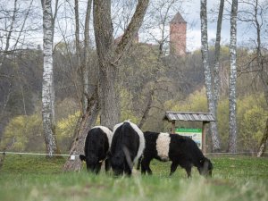 Latvijas Dabas fonds iepazīstinās ar mobilā ganāmpulka darbu