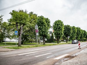 Pārveidojot Rīgas un Stacijas ielas krustojumu, rīt, 16. jūnijā, plānots nozāģēt trīs liepas