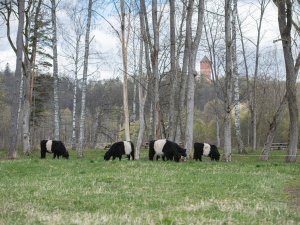 Mobilais ganāmpulks Siguldas novadā noganījis 53 hektārus dabisko zālāju