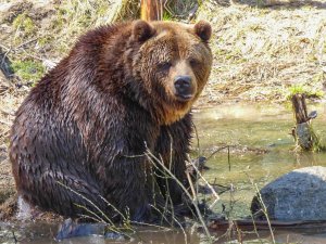 Brūnie lāči novēroti arī Siguldas novadā; tie bez iemesla cilvēkiem neuzbrūk