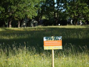Siguldas pilsētā veido dabiski skaistas pļavas; aicinām tās izmantot svētkos