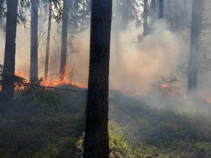 Valsts meža dienests brīdina: mežos palielinās ugunsbīstamība 