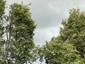 Stiprā vēja laikā aicina būt piesardzīgiem un uzmanīties no lūstošiem kokiem